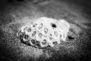 IMG_4423.jpg